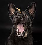 Anything for a treat, a beautiful German Shepherd trying to catch treats at Cormac Byrne Photography, Limerick.  