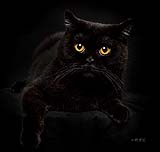 The most gorgeous cat, Cormac Byrne Photography pet portraits, Limerick.  