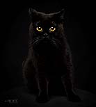 A cat with the most striking eyes, pet portraits at Cormac Byrne Photogrpahy.  