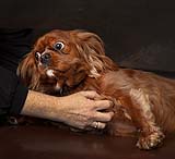 Gotta love a belly rub during your portrait session at Cormac Byrne Photography.  