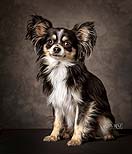 A gorgeous long haired Chihuahua posing at Cormac Byrne Photography  