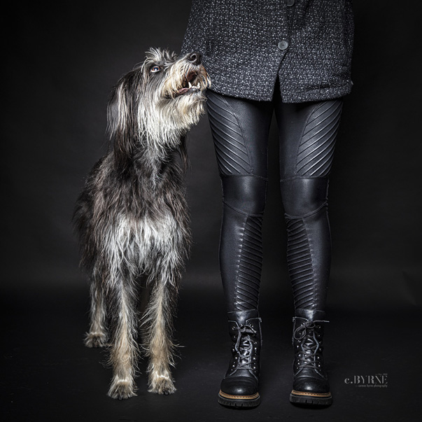 Pet photography in Limerick by Cormac Byrne, of this gorgeous Greengrass Lurcher and its mum.  