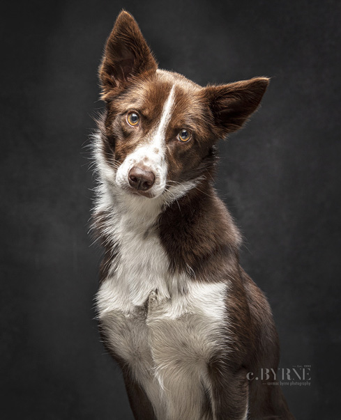 Gorgeous Collie dog portrait of Willow in Limerick by Cormac Byrne.  