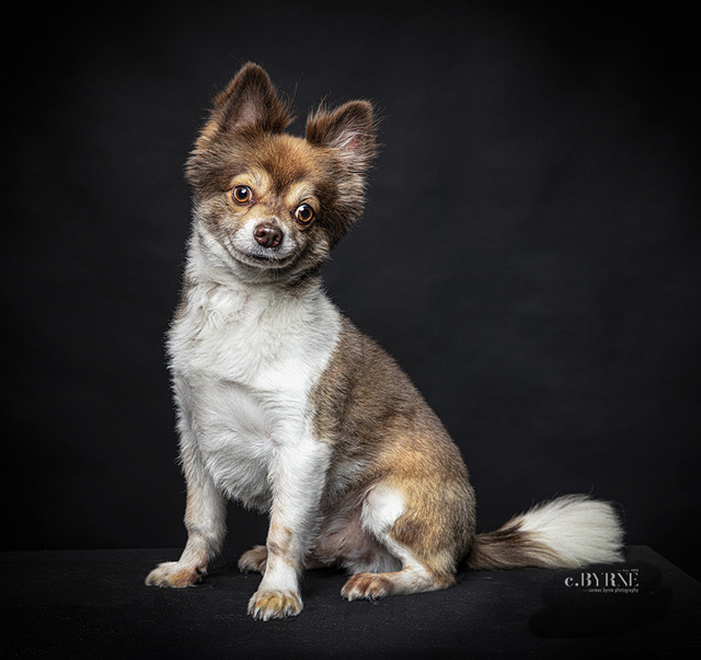 Pet Photography of a gorgeous dog in studio Limerick.  