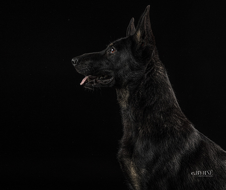 Such a beeautifuul animal. Pet portraits at Cormac Byrne Photogrpahy, Limerick.  