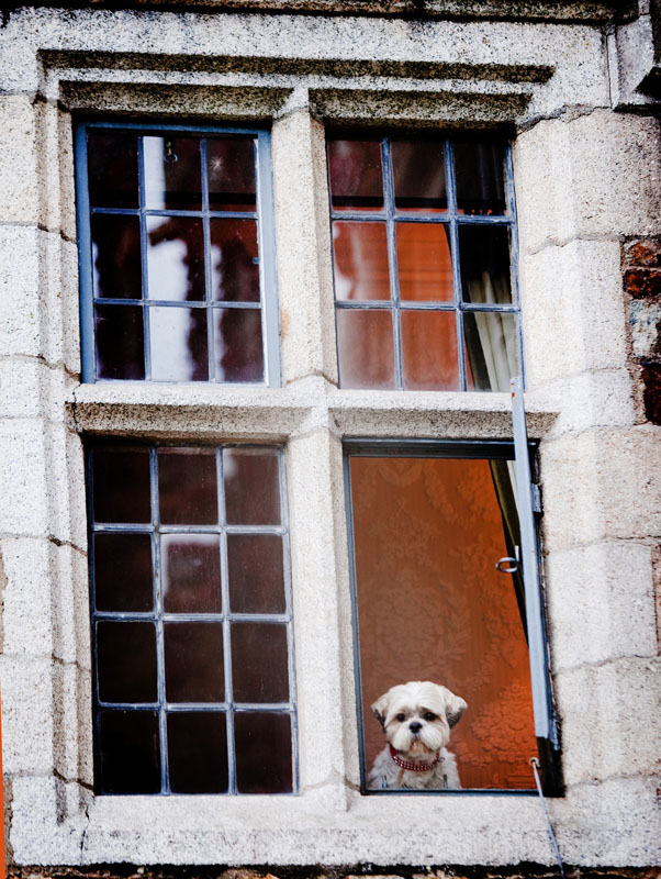 Pet Photography by Cormac Byrne, Photographer, Limerick