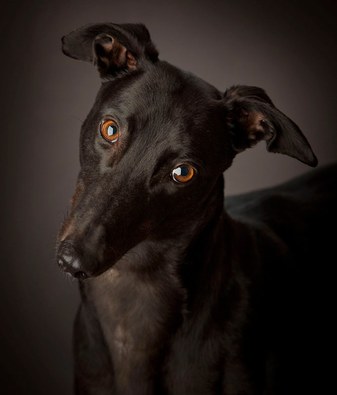 Pet Photography by Cormac Byrne, Photographer, Limerick