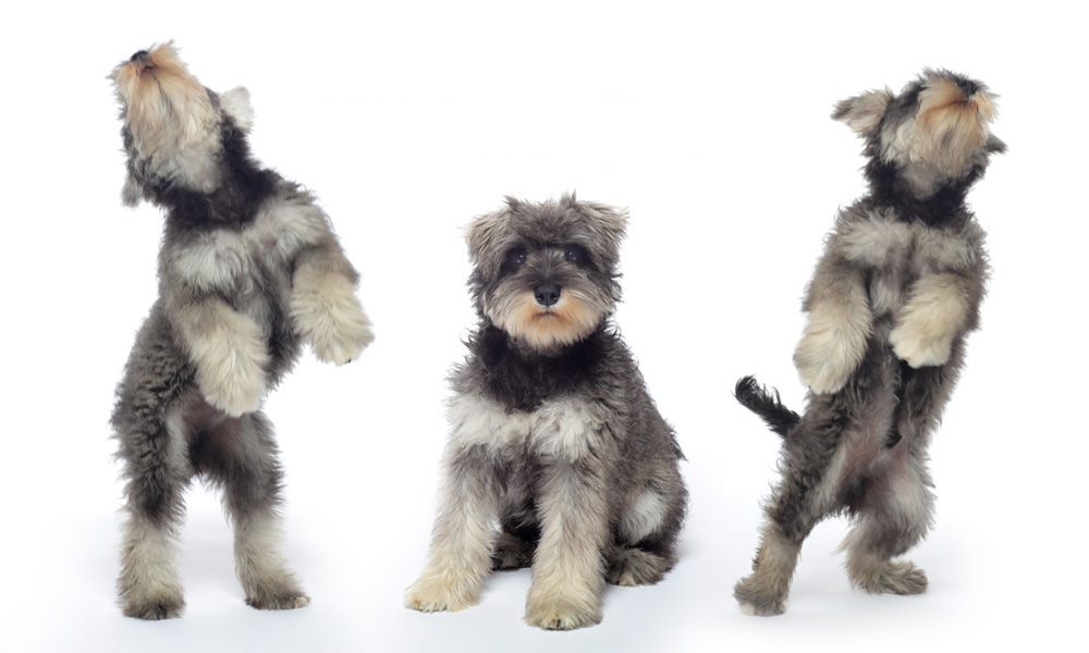 Pet Photography by Cormac Byrne, Photographer, Limerick