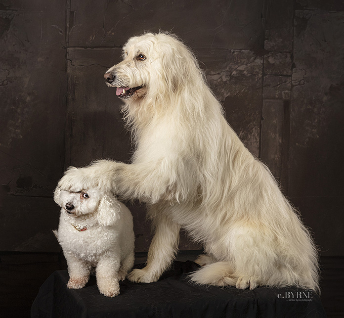 Brother minding sister at a pet portrait session at Cormac Byrne Photography.  