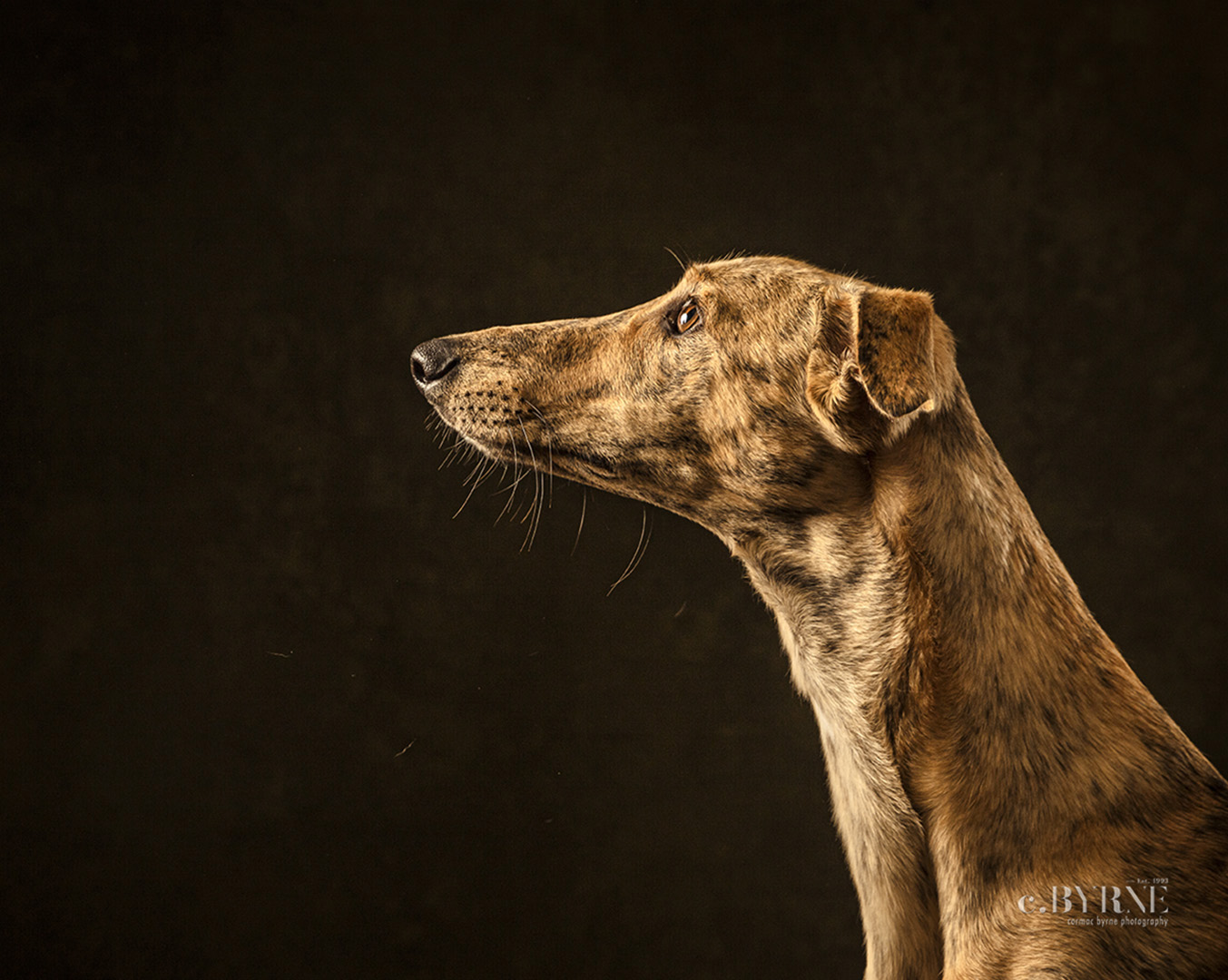 What a fab pet a Lurcher / greyhound mix is.  Pet portraits, Limerick, Ireland.  