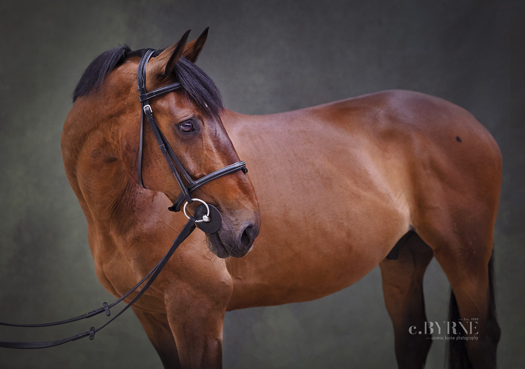A horse is just an amazingly beautiful animal. Horse potrait Photography by Cormac Byrne, this one taken at Clonshire, Adare, Co. Limerick.  