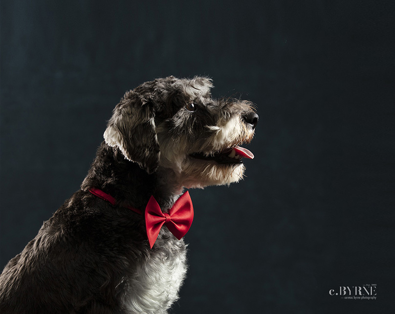 Such a fab dog, Schnauzer. Pet portraits at Cormac Byrne Photography, Limerick, IReland.  