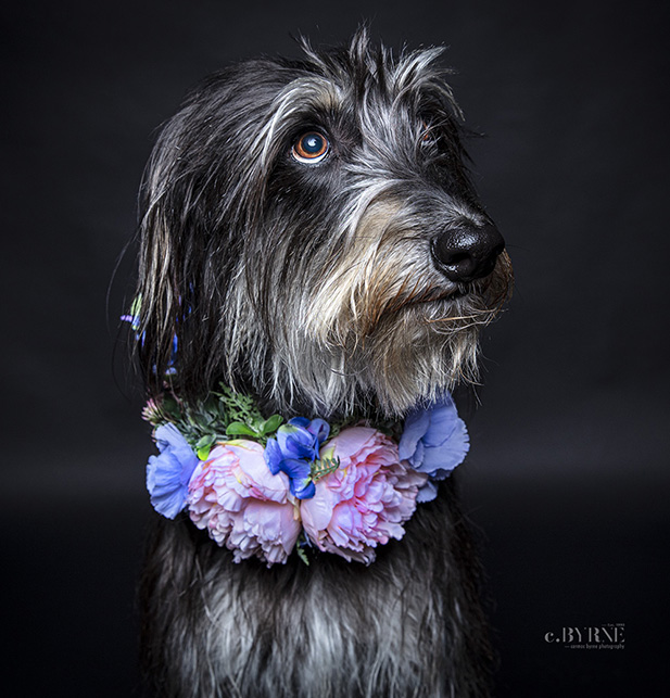A beautiful Lurcher at a portrait session at Cormac Byrne Photography, Limerick, Ireland.  
