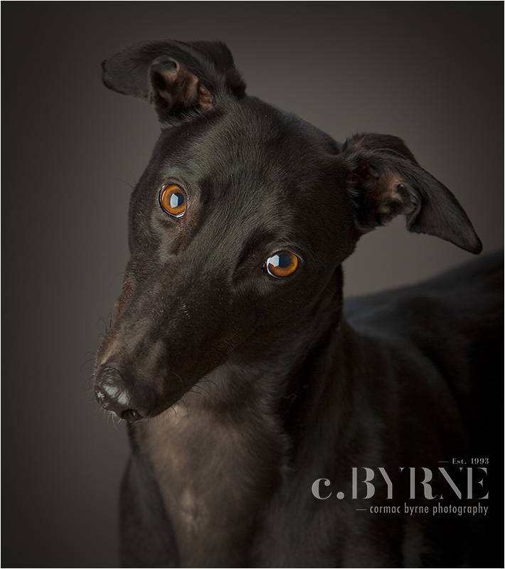 Pet Portrait day in aid of Limerick Animal Welfare.
13th February  